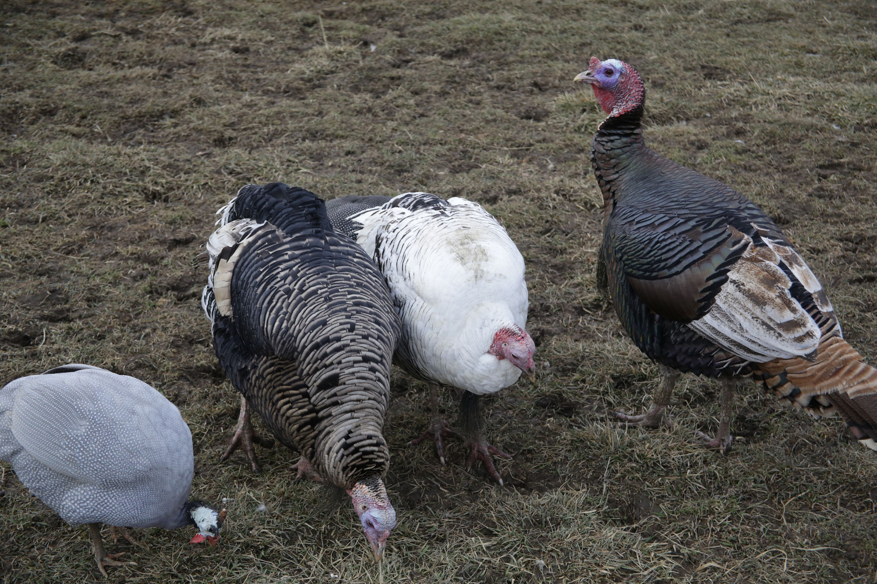 Erin's Farm animal sanctuary